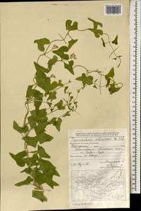 Cynanchum acutum subsp. sibiricum (Willd.) Rech. fil., Mongolia (MONG) (Mongolia)
