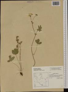 Potentilla reptans L., Western Europe (EUR) (Germany)