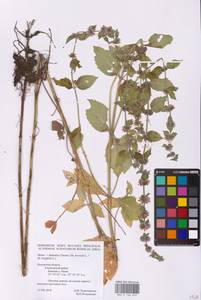 Mentha × dalmatica Tausch, Eastern Europe, Central region (E4) (Russia)