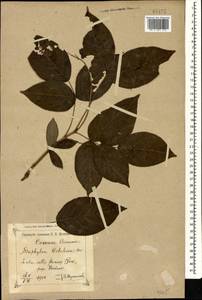 Staphylea colchica Stev., Caucasus, Black Sea Shore (from Novorossiysk to Adler) (K3) (Russia)