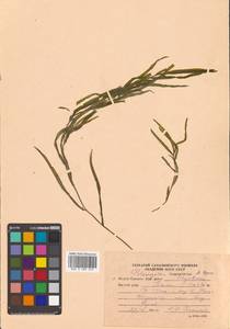 Potamogeton maackianus A.Benn., Siberia, Russian Far East (S6) (Russia)