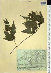 Acer tataricum subsp. ginnala (Maxim.) Wesm., Siberia, Russian Far East (S6) (Russia)