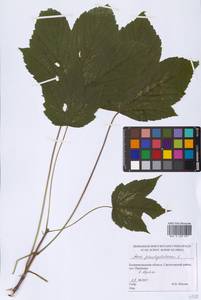 Acer pseudoplatanus L., Eastern Europe, North-Western region (E2) (Russia)