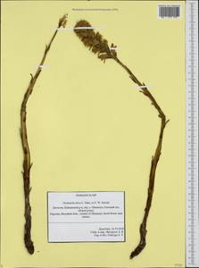 Orobanche flava Mart., Caucasus, Dagestan (K2) (Russia)