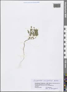 Chenopodium acerifolium Andrz., Eastern Europe, Middle Volga region (E8) (Russia)
