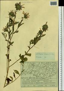 Callistephus chinensis (L.) Nees, Siberia, Russian Far East (S6) (Russia)