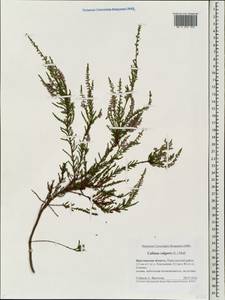 Calluna vulgaris (L.) Hull, Eastern Europe, Central forest region (E5) (Russia)