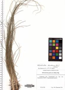 Helictotrichon desertorum (Less.) Pilg., Eastern Europe, Middle Volga region (E8) (Russia)