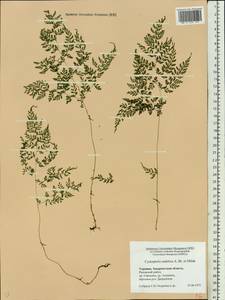 Cystopteris sudetica A.Braun & Milde, Eastern Europe, West Ukrainian region (E13) (Ukraine)