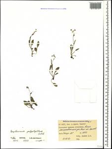 Bupleurum polyphyllum Ledeb., Caucasus, North Ossetia, Ingushetia & Chechnya (K1c) (Russia)