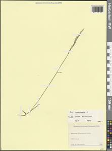 Poa compressa L., Caucasus, Dagestan (K2) (Russia)