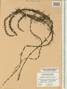 Hippuris tetraphylla L. fil., Eastern Europe, Northern region (E1) (Russia)