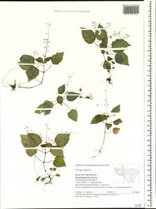Circaea alpina L., Eastern Europe, Central region (E4) (Russia)