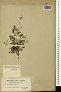 Thalictrum foetidum L., Caucasus, North Ossetia, Ingushetia & Chechnya (K1c) (Russia)