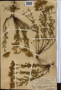 Hypericum scabrum L., Middle Asia, Western Tian Shan & Karatau (M3) (Kazakhstan)