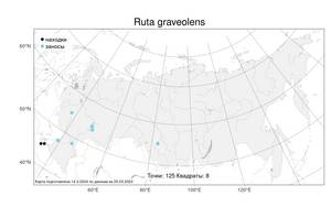 Ruta graveolens L., Atlas of the Russian Flora (FLORUS) (Russia)