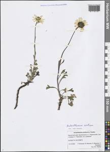 Arctanthemum arcticum (L.) Tzvelev, Siberia, Chukotka & Kamchatka (S7) (Russia)