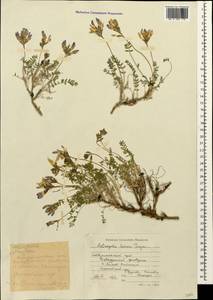 Astragalus levieri Freyn ex Somm et Levier, Caucasus, Stavropol Krai, Karachay-Cherkessia & Kabardino-Balkaria (K1b) (Russia)