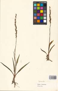 Spiranthes sinensis (Pers.) Ames, South Asia, South Asia (Asia outside ex-Soviet states and Mongolia) (ASIA) (India)