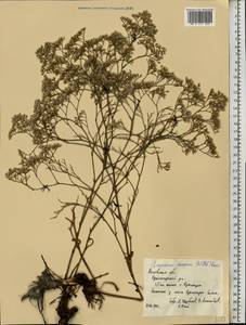 Limonium caspium (Willd.) Gams, Eastern Europe, Rostov Oblast (E12a) (Russia)