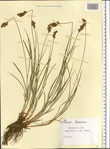 Carex leporina L., Eastern Europe, Central forest region (E5) (Russia)