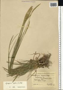 Elymus repens (L.) Gould, Eastern Europe, South Ukrainian region (E12) (Ukraine)