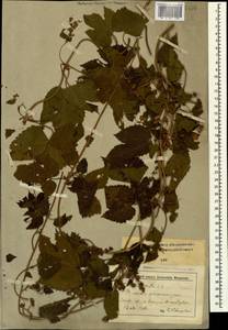 Humulus lupulus L., Caucasus, Stavropol Krai, Karachay-Cherkessia & Kabardino-Balkaria (K1b) (Russia)