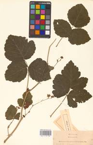 Rubus caesius L., Eastern Europe, North-Western region (E2) (Russia)