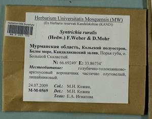 Syntrichia ruralis (Hedw.) F. Weber & D. Mohr, Bryophytes, Bryophytes - Karelia, Leningrad & Murmansk Oblasts (B4) (Russia)