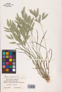 Bromus squarrosus L., Eastern Europe, Lower Volga region (E9) (Russia)