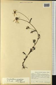 Chrysanthemum mongolicum Y. Ling, Siberia, Russian Far East (S6) (Russia)