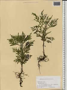 Ambrosia artemisiifolia L., Eastern Europe, Central forest-and-steppe region (E6) (Russia)