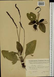 Plantago cornuti Gouan, Eastern Europe, Eastern region (E10) (Russia)