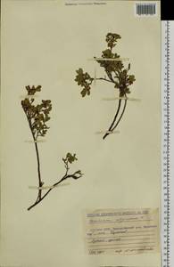 Vaccinium uliginosum L., Siberia, Yakutia (S5) (Russia)