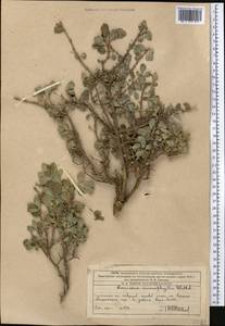 Lonicera microphylla Willd. ex Roem. & Schult., Middle Asia, Western Tian Shan & Karatau (M3) (Kazakhstan)