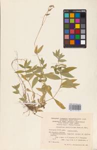 Cerastium pauciflorum Steven ex Ser., Eastern Europe, Eastern region (E10) (Russia)