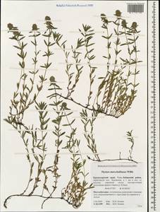 Thymus pannonicus All., Caucasus, Krasnodar Krai & Adygea (K1a) (Russia)