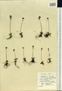 Micranthes nivalis (L.) Small, Siberia, Western Siberia (S1) (Russia)