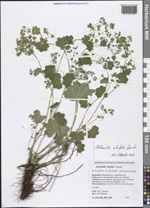 Alchemilla lindbergiana Juz., Siberia, Baikal & Transbaikal region (S4) (Russia)