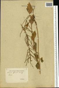 Alliaria petiolata (M.Bieb.) Cavara & Grande, Eastern Europe, Estonia (E2c) (Estonia)