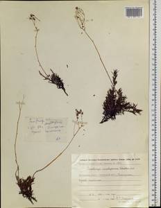 Saxifraga bronchialis subsp. anadyrensis (Losinsk.) Ju. Kozhevn., Siberia, Chukotka & Kamchatka (S7) (Russia)