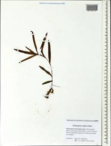 Potamogeton alpinus Balb., Eastern Europe, Northern region (E1) (Russia)