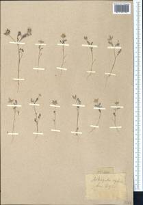 Astragalus filicaulis Kar. & Kir., Middle Asia, Western Tian Shan & Karatau (M3) (Not classified)