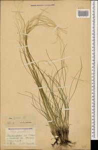 Stipa pennata L., Caucasus, Georgia (K4) (Georgia)