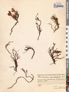 Rhododendron camtschaticum Pall., Siberia, Chukotka & Kamchatka (S7) (Russia)