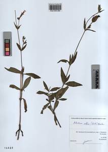 KUZ 004 285, Silene latifolia subsp. alba (Miller) Greuter & Burdet, Siberia, Altai & Sayany Mountains (S2) (Russia)