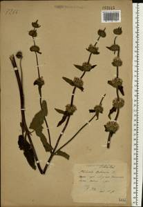 Phlomoides tuberosa (L.) Moench, Eastern Europe, Central forest-and-steppe region (E6) (Russia)