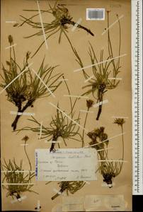 Gelasia seidlitzii (Boiss.) Zaika, Sukhor. & N. Kilian, Caucasus, Armenia (K5) (Armenia)