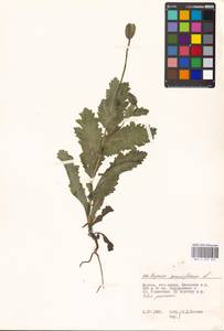 Papaver somniferum L., Eastern Europe, Moscow region (E4a) (Russia)
