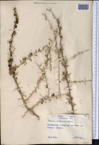 Lycium ruthenicum Murray, Middle Asia, Pamir & Pamiro-Alai (M2) (Uzbekistan)